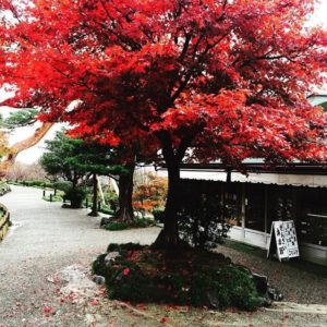 名古屋のリンパドレナージュサロンserendipityのセラピストが大好きな金沢の兼六園の紅葉の写真です