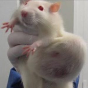 遺伝子組換え作物を食べたネズミ